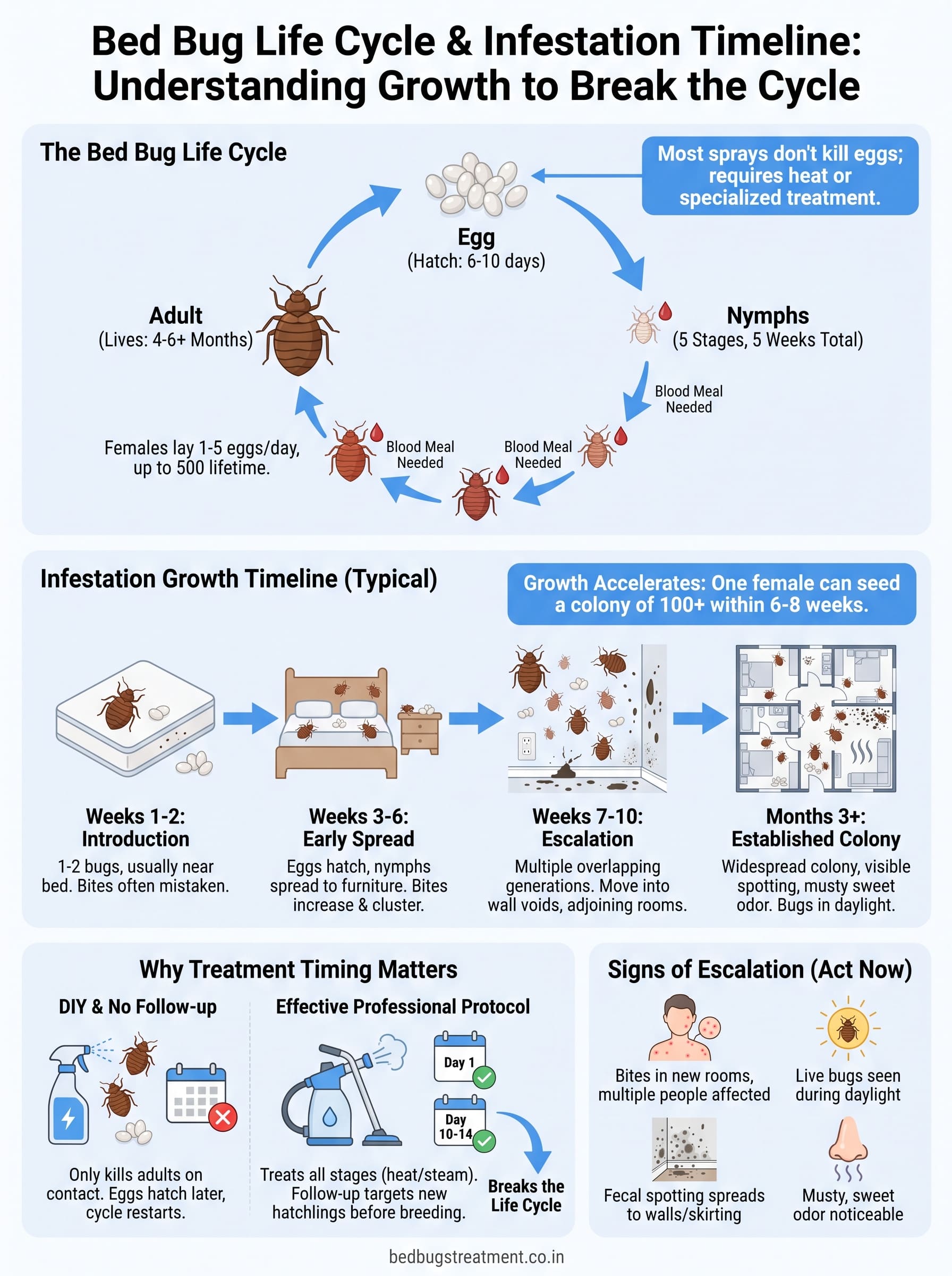 bed bug life cycle infographic