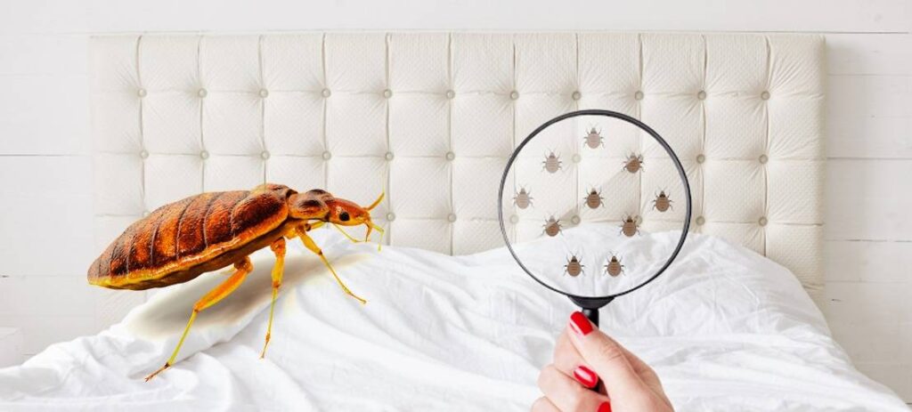 bed bugs treatment
