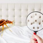 Can I Treat Bed Bugs by Myself? A Comprehensive Guide to DIY Bed Bug Control