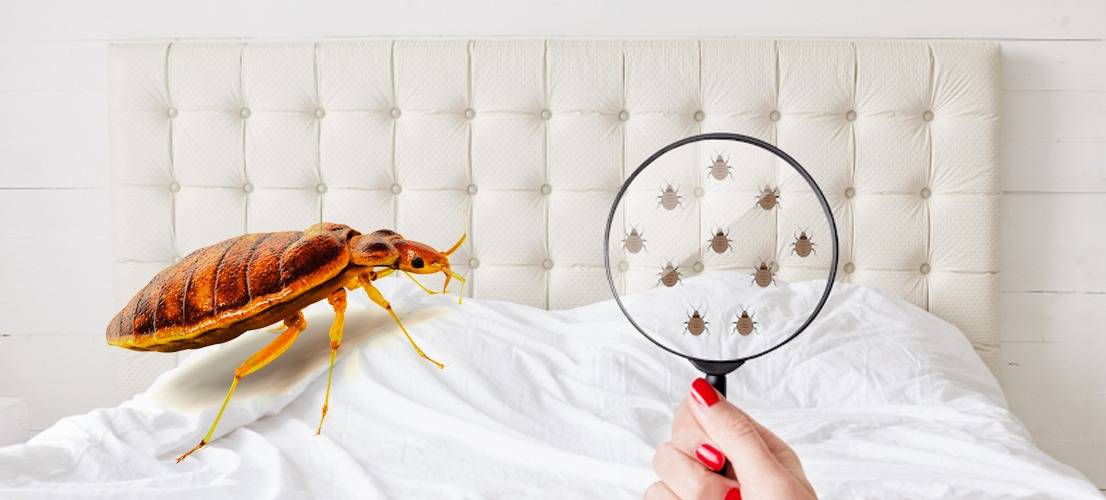 bed bugs treatment