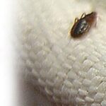 Bed Bug Bites, Early Signs, Infestation, Checking, and Treatment