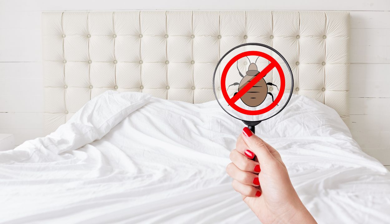 Pest Control Services in Bangalore