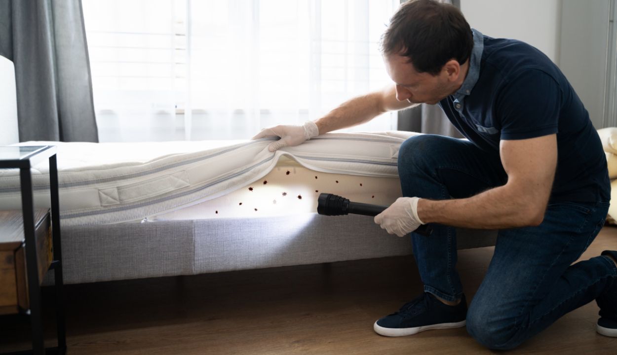 get rid of bed bugs