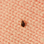 How to Get Rid of Bed Bugs at Home