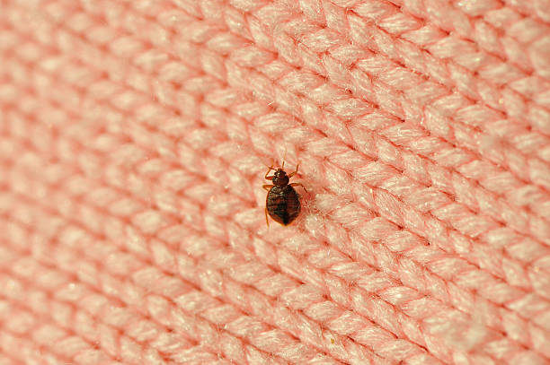 how to get rid of bed bugs at home, best pest control for bed bugs in pune​ bed bug pest control services in pune bed bugs pest control cost in pune​ best bed bugs pest control in pune