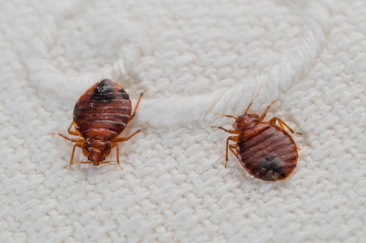 get rid of bed bugs in pune, best pest control for bed bugs in mumbai​ pest control for bed bugs in mumbai​ best pest control services in mumbai for bed bugs​ herbal pest control for bed bugs in mumbai​ pest control services in mumbai for bed bugs