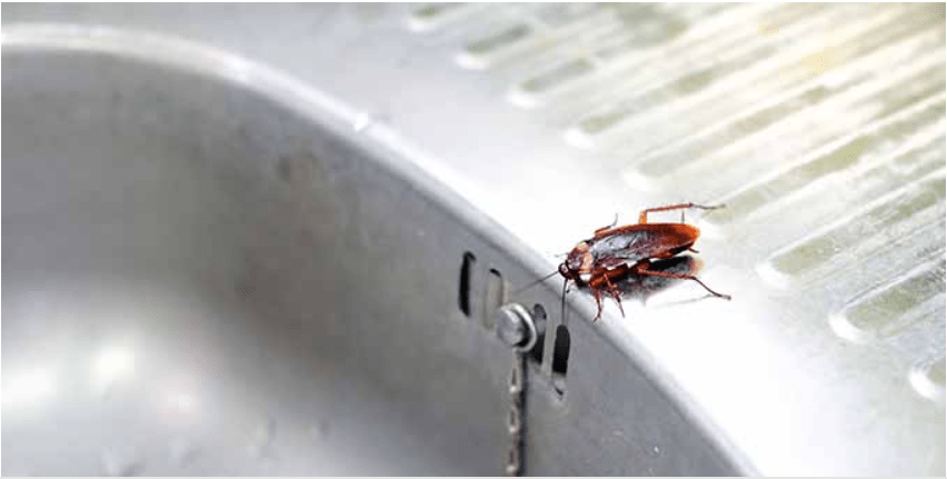 how to get rid of cockroach