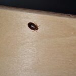 How to Remove Bed Bugs from Home in Pune