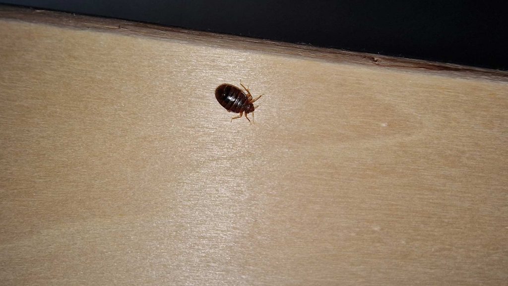 bed bugs control in pune