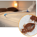 How to Control Bed Bugs in Your Home ?