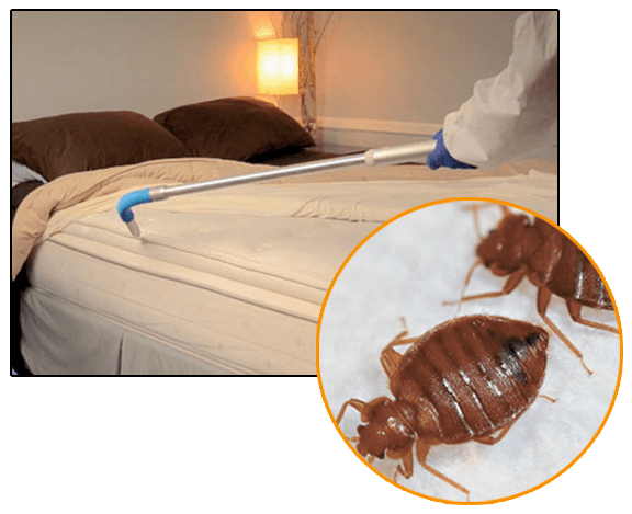 bed bugs control near me