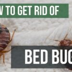 What is the best way to control bed bugs?