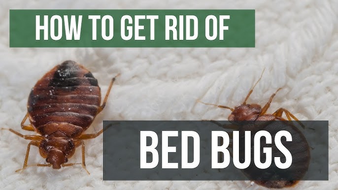 bed bugs control