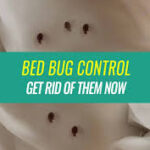 Understanding Bed Bug Infestations: Signs, Prevention, and Treatment