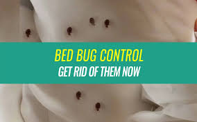 How do i get rid of bed bugs in Pune – Expert Bed bug techniques