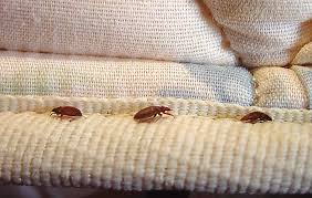 how to get rid of bed bugs