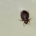 How to Eliminate Bed Bugs Instantly: Effective Strategies and Solutions