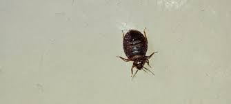 bed bugs control near me
