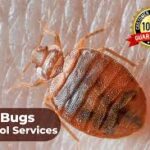 Is It Possible to 100% Get Rid of Bed Bugs?