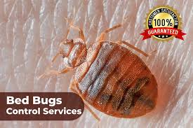 bed bugs control services