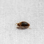 Bed Bugs Prevention: How to Get Rid of Bed Bugs Permanently