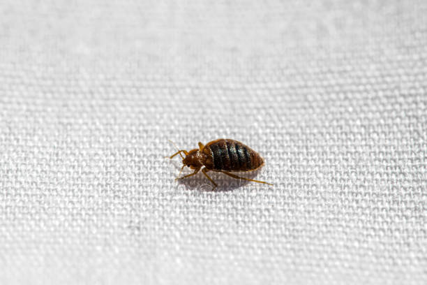 how to get rid of bed bugs permanently