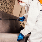 The Main Cause of Bed Bugs – Understanding Infestations and Control