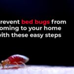How to Avoid Bed Bug While Sleeping
