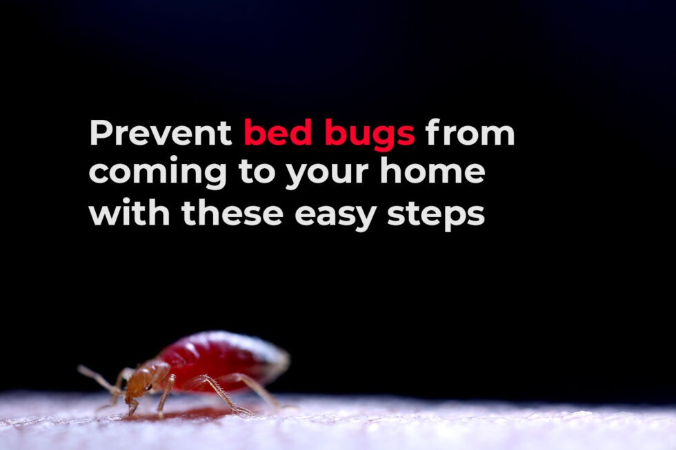 How to avoid bed bugs while sleeping