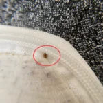 How to Get Rid of Bed Bugs in Bed – Expert Tips