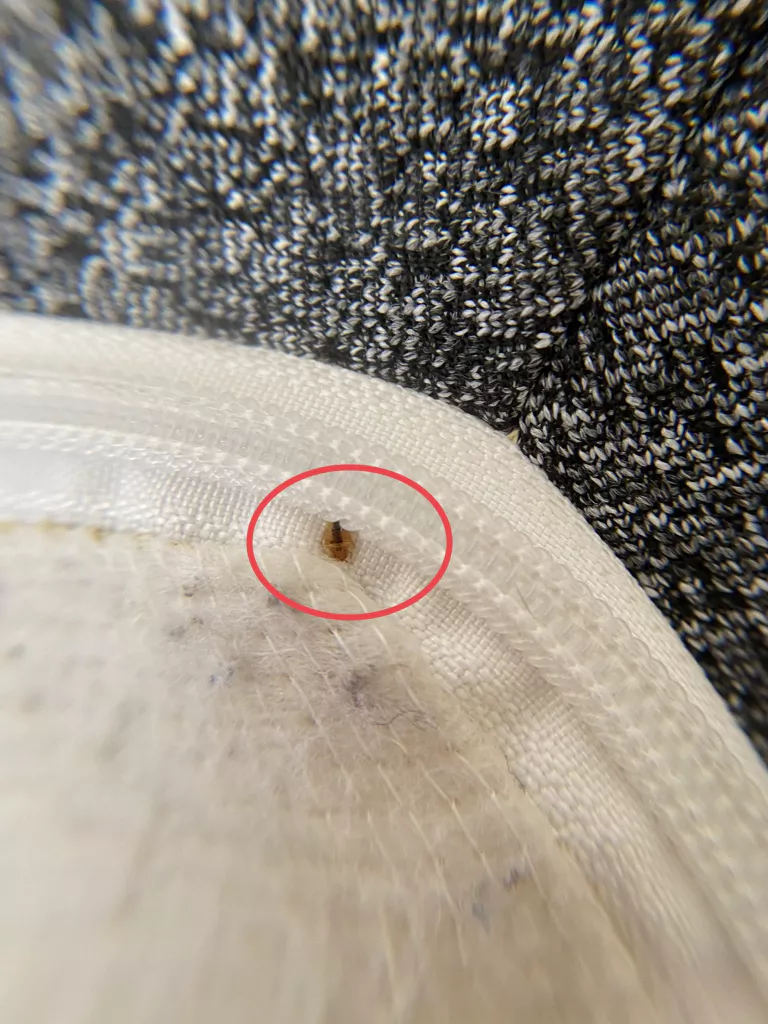 How to Get Rid of Bed Bugs in Bed – Expert Tips