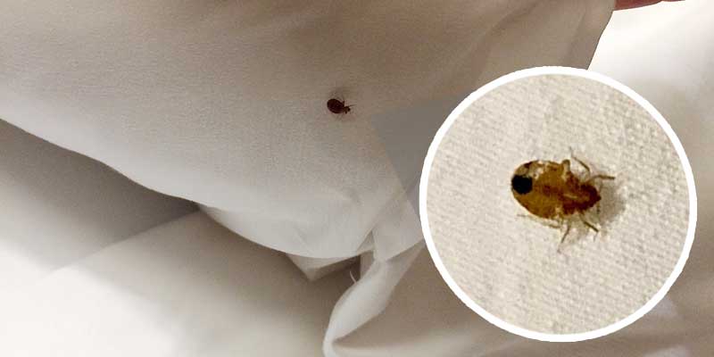 Top Bed Bug Treatment Companies -How to Choose the Best for Your Home