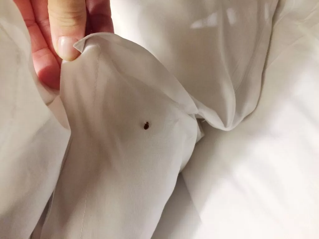 Best Way to Control Bed Bugs in Bangalore, Hyderabad, Mumbai, Pune, Delhi, and Goa